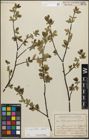 Foto von Salix myrsinifolia Salisb.